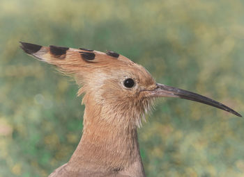 Close-up of a bird