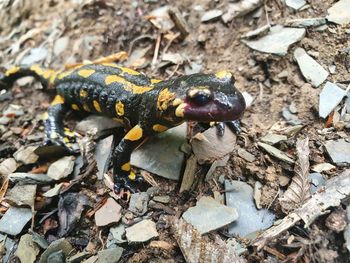 View of beaten amphibian on rock