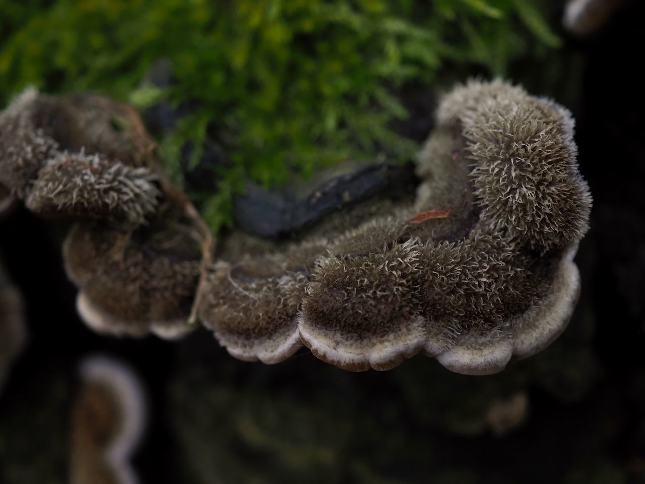 HIGH ANGLE VIEW OF A MUSHROOMS ON ROCK