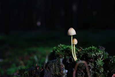 Close-up of mushroom growing in forest