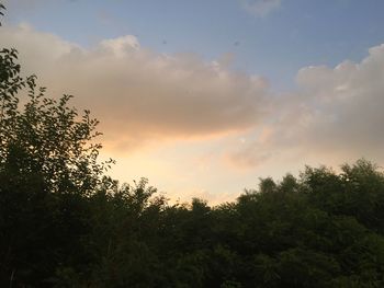 Low angle view of silhouette trees against sky during sunset