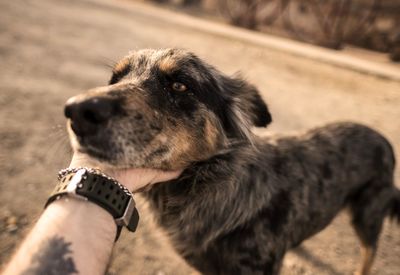 Close-up of dog looking away