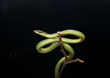 Close-up of a lizard on black background