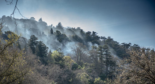 Scenic view of tree mountain against sky