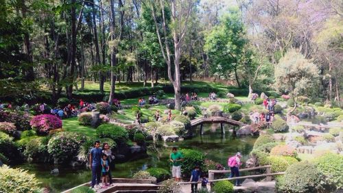 Plants growing in park