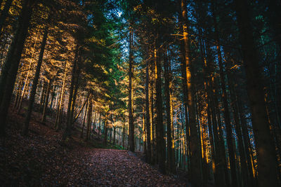 Trees in forest