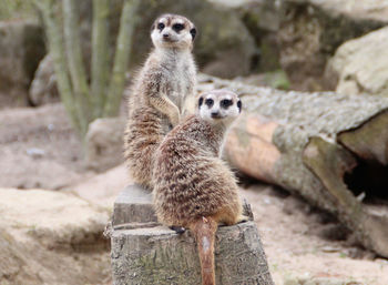 Meerkats looking away