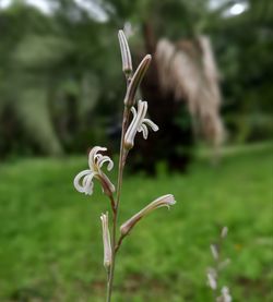 Close-up of white flowering plant