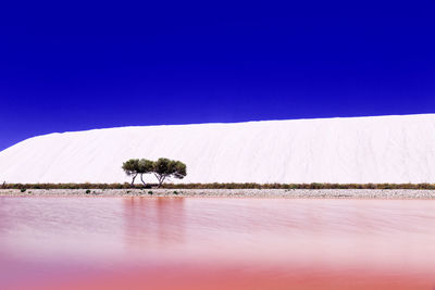 Plants growing on land against clear blue sky