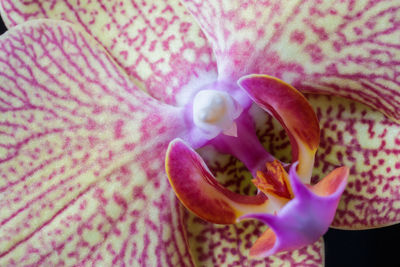 Close-up of flower blooming outdoors