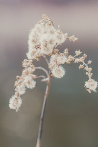 Close-up of white flowering plant against sky