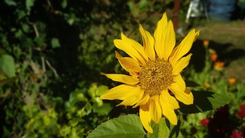 Close-up of yellow sunflower