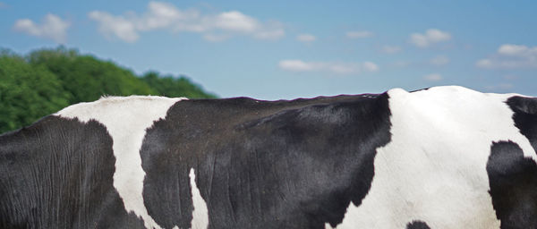 Side view of cow against sky