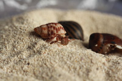 Close-up of seashell on sand at beach