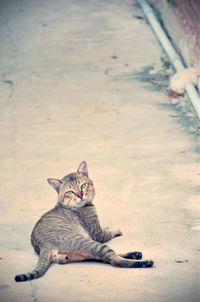 High angle view of a cat