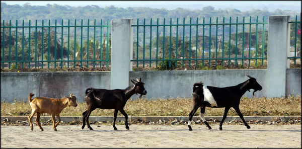 Goats walking on road