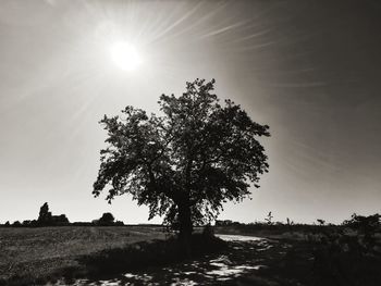 Trees growing on field against sky