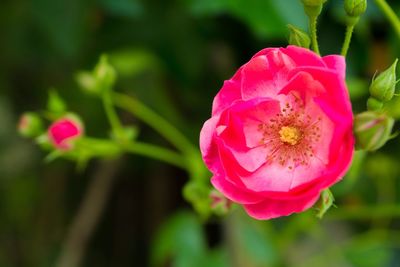 Close-up of pink flowers