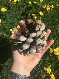 Close-up of hand holding flowers