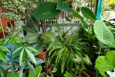 High angle view of flowering plants in yard