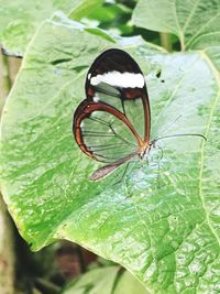 Close-up of butterfly on leaves