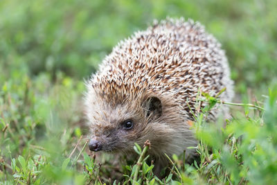 Close-up of an animal on grass