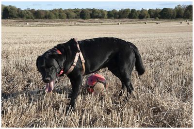 View of dog on field