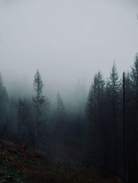 Misty pine forest scene.