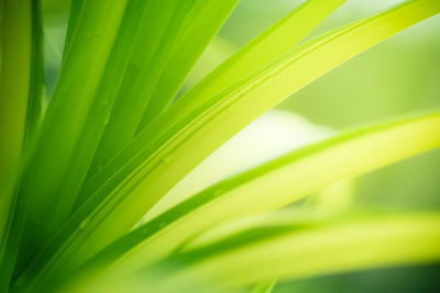 Close-up of green leaf