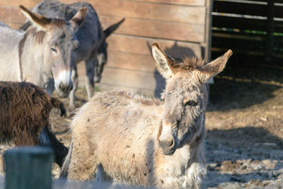 A young little donkey in a fence with others animals in rovigo