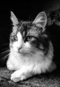 Close-up portrait of a cat