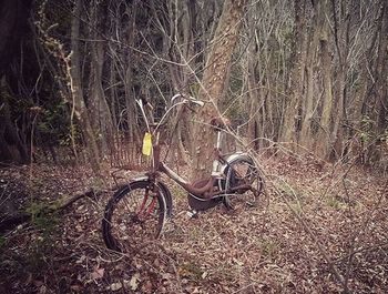 Bare trees in forest