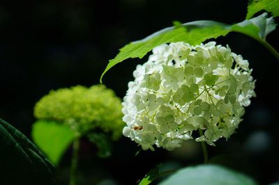 Close-up of plant