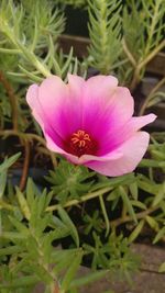 Close-up of pink flower blooming outdoors