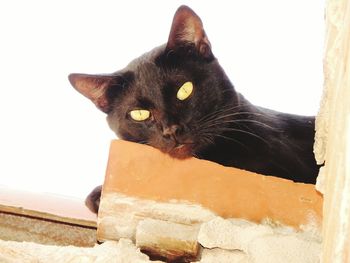 Close-up of cat on sand