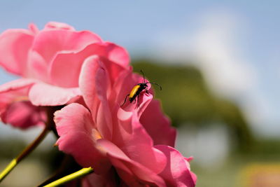 Close-up of bug on pink roses