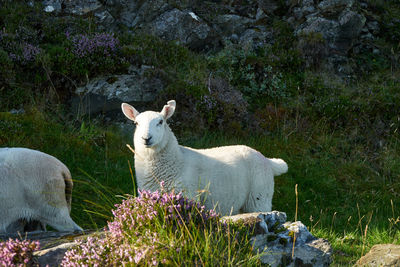 Sheep on field