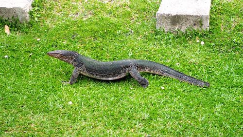 Lizard on grass