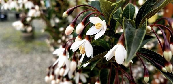 Close-up of white flowering plant in park