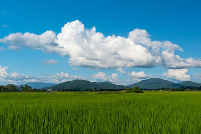 Scenic view of agricultural field against sky