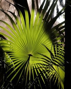 Close-up of palm leaves