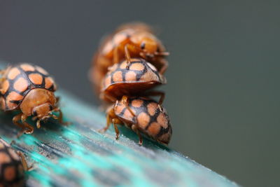 Close-up of insect on table