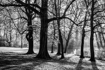 Bare trees in forest