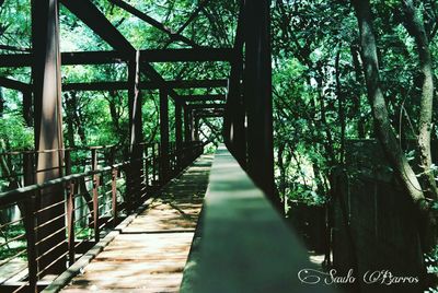 Walkway amidst trees