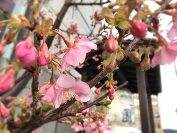 Close-up of pink flowers blooming on tree