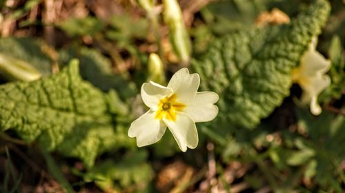 Close-up of white flowering plant