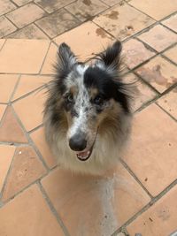 High angle portrait of dog on floor