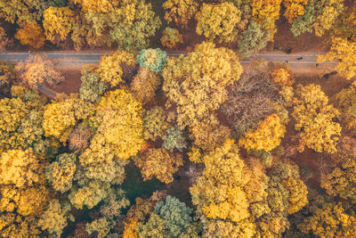 High angle view of yellow flowering plants during autumn