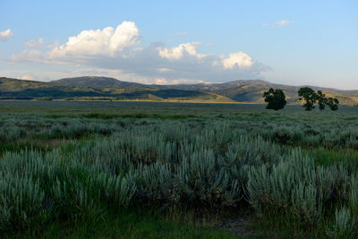 Scenic view of field against sky