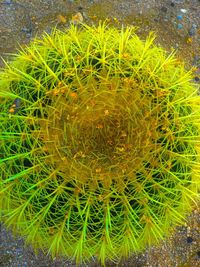 Close-up of cactus plant